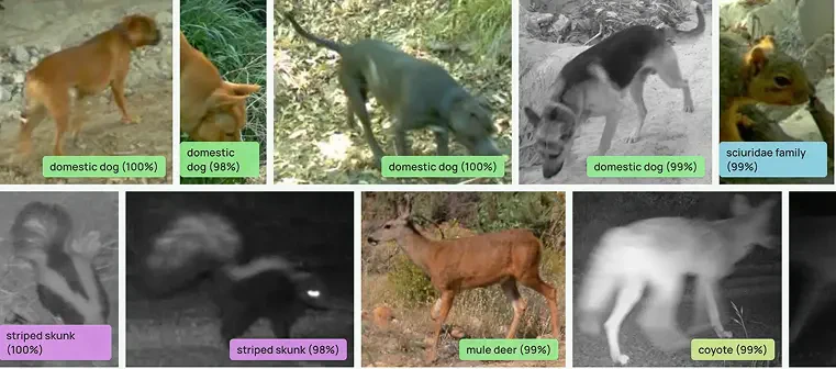 Animal Detect download results step screenshot