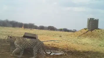 Animal Detect use case example with leopard image