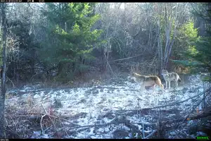 Animal Detect use case example with wolf image