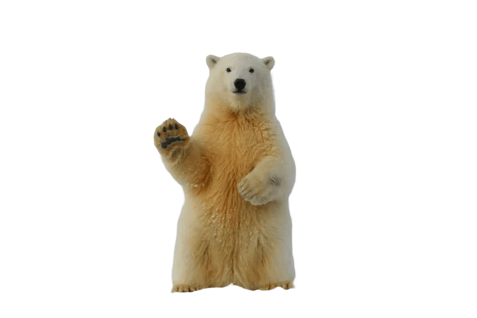 Bg Eraser use case example