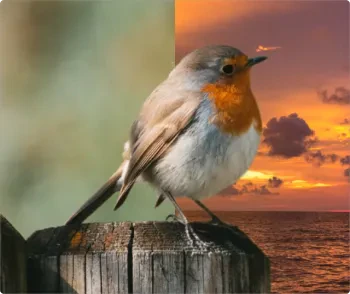 BgSub background replacement feature demonstration