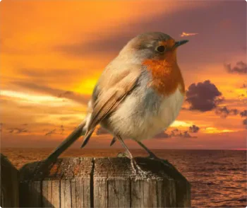 BgSub AI coloring feature demonstration