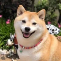 Connectthedotsprintable realistic animal worksheet example