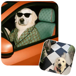 Kira luxury pet lifestyle feature demonstration