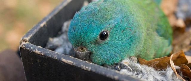 LetzAI showcasing AI-generated macro photography