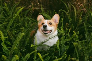 AI generated pet video example