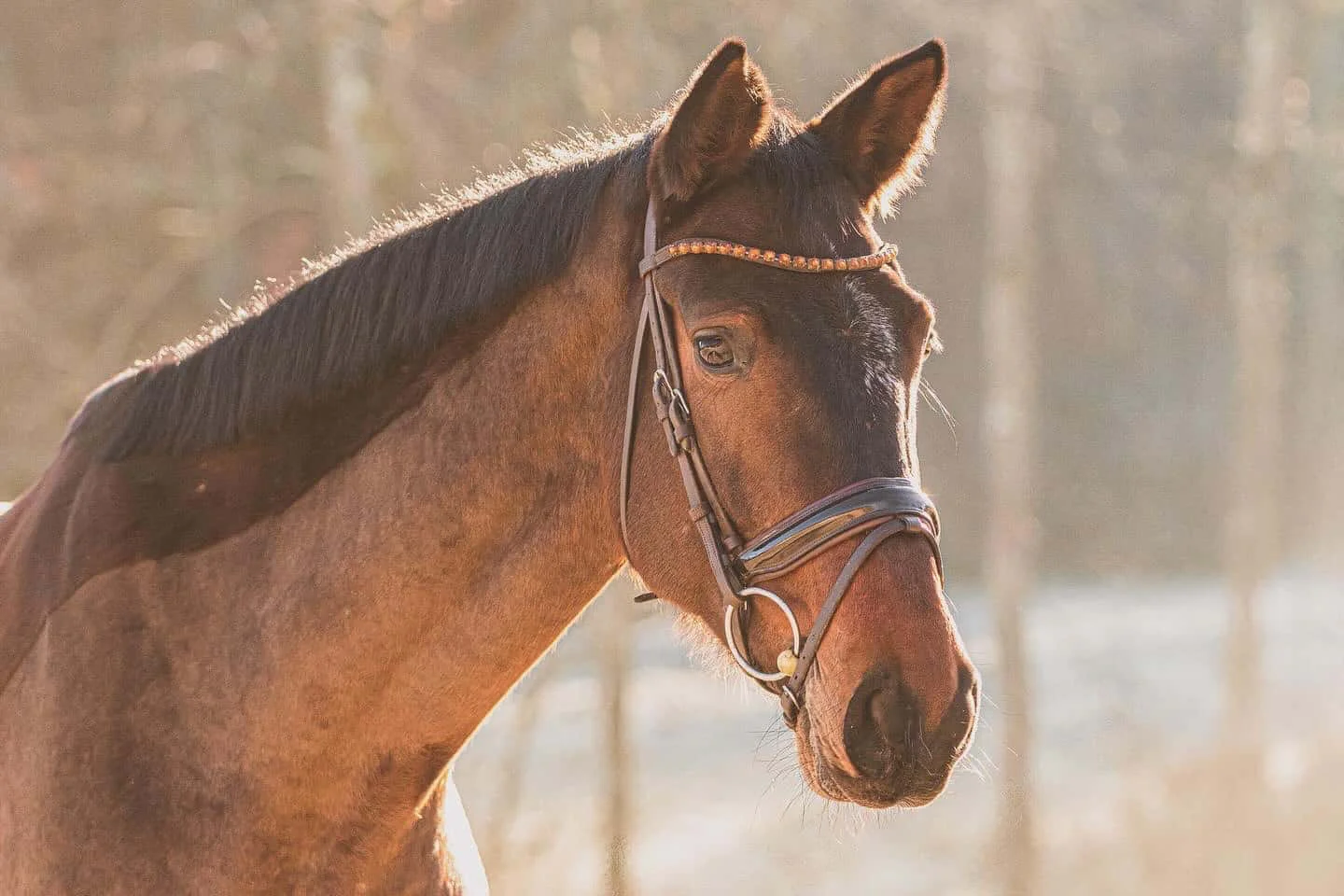 Pferdewert professional horse valuation overview