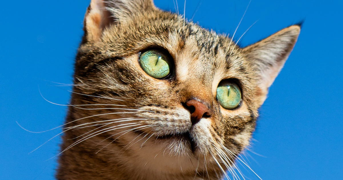 Pixelhunter product interface overview