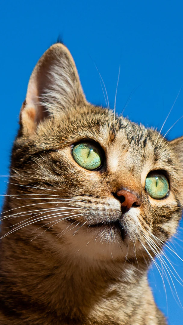 Using Pixelhunter for image resizing