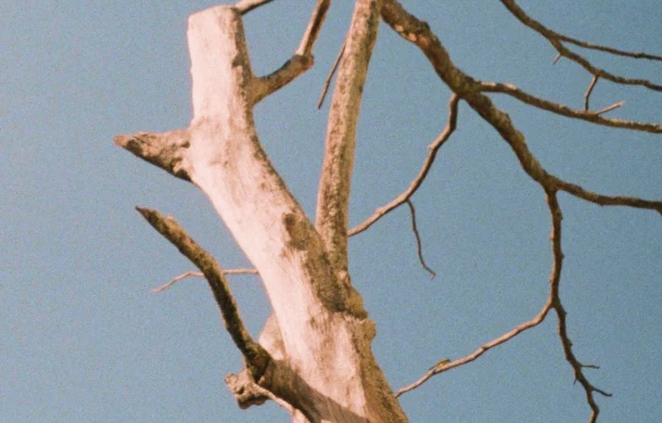 Remini usage step screenshot showing denoising feature before enhancement