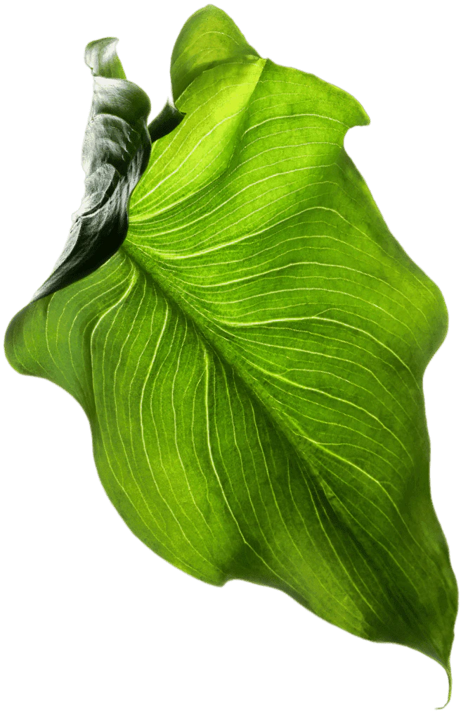 Symptomchecker Io usage step screenshot