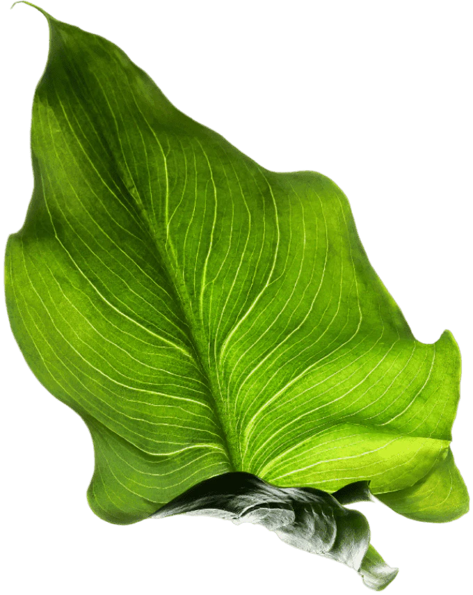 Symptomchecker Io product overview