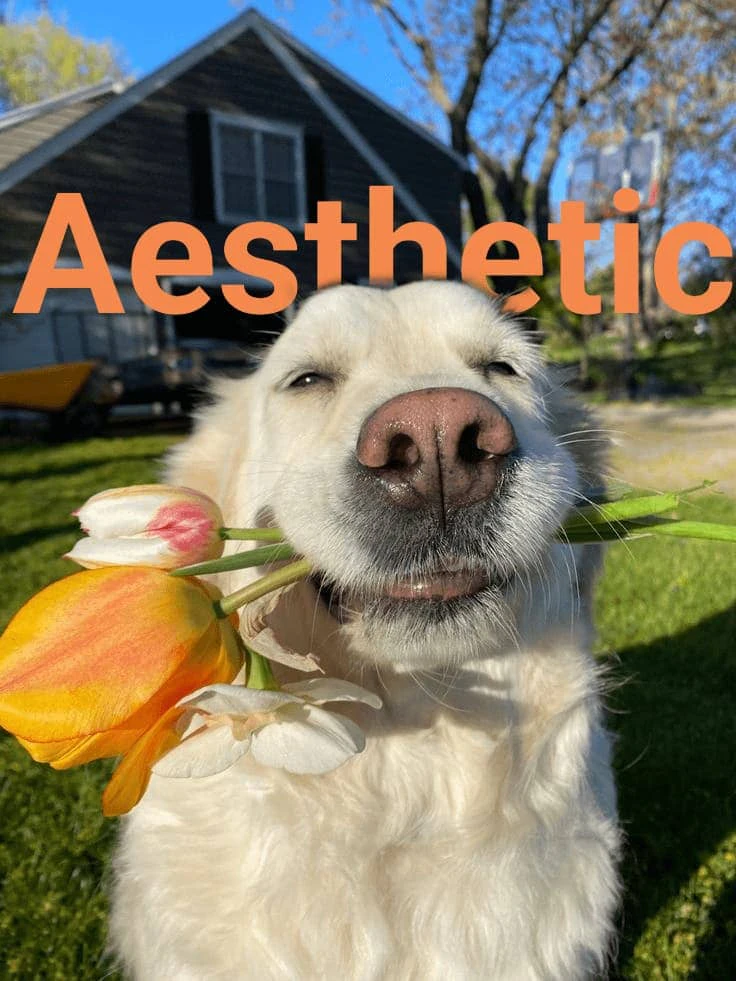 Textbehindobject product interface overview