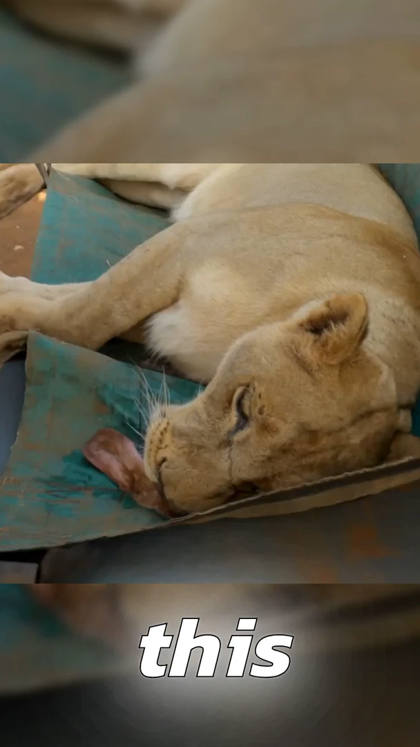 Teza AI features demonstration